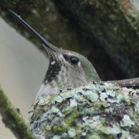 Meet your Posher, Robyn - Picture 1 of 1